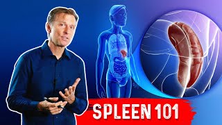 What Does The Spleen Do – DrBerg Explains Spleen Function [upl. by Allix700]