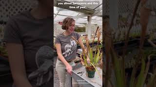 How to Trim Sarracenia Pitcher Plants [upl. by Fredericka375]