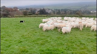 Lot 80 Scott – 050225 Farmers Marts Dolgellau Online Sheepdog Auction [upl. by Elehcar]