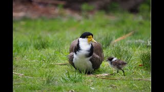 Baby Plovers Come Home [upl. by Belmonte]