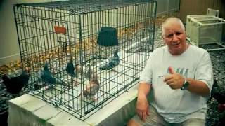 Sion  Hvr Racing Pigeons for sale [upl. by Llehcar]