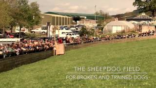 Skipton Sheepdog Sales [upl. by Liahus]