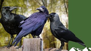 Crows rooks and jackdaws how to tell the difference [upl. by Orman]