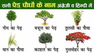 Plants and Trees Names In English And Hindi With Pictures  पौधों और पेड़ों का नाम [upl. by Nowyt]