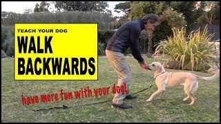 Teach Your Dog to Walk Backwards  Robert Cabral Dog Training [upl. by Irihs346]