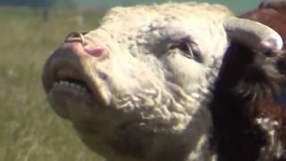 Big Hereford bull courting and mating cows [upl. by Gawain]