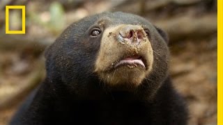 Protecting the Sun Bears of Borneo  National Geographic [upl. by Gaskin]