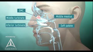 Tour of the Nasal Passage  3D animation [upl. by Carri]