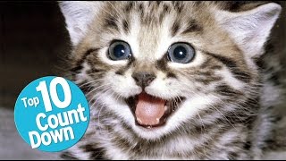 Top 10 Domesticated Cat Breeds [upl. by Rattray]