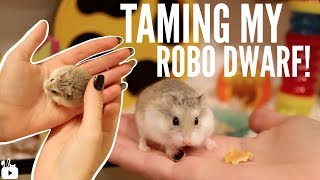 TAMING MY ROBOROVSKI HAMSTER [upl. by Ynnavoj432]