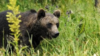 Grandeur Nature  LOurs des Pyrenées  Documentaire Animalier [upl. by Tippets]