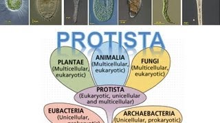 Kingdom Protista [upl. by Litch684]