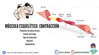 Fisiología Músculo esquelético  Mecanismo de contracción muscular  Parte 1 [upl. by Fagin]