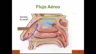 Fisiología nasal [upl. by Nomelihp]