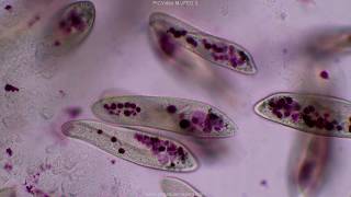 Paramecium tutorial HD [upl. by Nilyahs827]