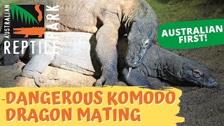 KOMODO DRAGON MATING LIVE FOOTAGE  AUSTRALIAN REPTILE PARK [upl. by Crompton]