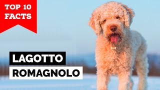 Lagotto Romagnolo  Top 10 Facts [upl. by Zoba]