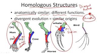 Homologous Structures [upl. by Worth]