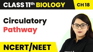 Circulatory Pathway  Body Fluids And Circulation  Class 11 BiologyNEETAIIMS [upl. by Nali487]