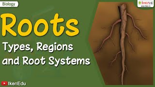 Roots Types Regions Root Systems  Biology  iKen  iKenEdu  iKenApp [upl. by Enale]