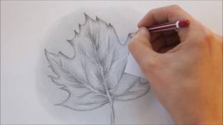 How to Draw a Leaf step by step Realistic Drawing [upl. by Nisaj43]