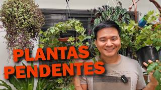 12 PLANTAS PENDENTES para sua casa [upl. by Pancho]