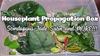 Houseplant Propagation Box  Scindapsus Jade Satin AND MORE [upl. by Melnick]