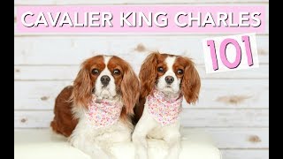 Cavalier King Charles Spaniels 101  Dog Facts  Herky The Cavalier [upl. by Raphael554]