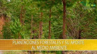 Plantaciones Forestales y su Aporte al Medio Ambiente TvAgro por Juan Gonzalo Angel Restrepo [upl. by Attenol]