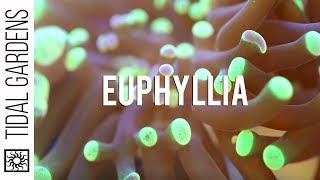 Euphyllia Coral Hammers Torches Frogspawn Propagation [upl. by Rednasxela271]