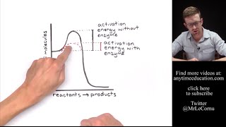 How Do Enzymes Work Activation Energy [upl. by Atikal]