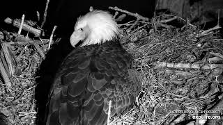 Decorah Eagles  North Nest 30032024 [upl. by Styles599]