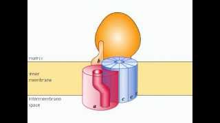 ATP Synthétase [upl. by Adnirak]