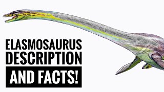 Elasmosaurus  Description and Facts [upl. by Nahshunn]