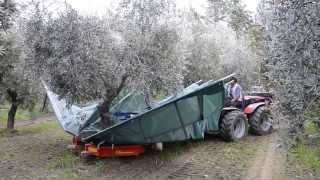 raccolta olive con scuotitore berardinucci [upl. by Artenehs999]