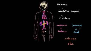 Introduction au système endocrinien [upl. by Atinuj965]