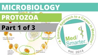 Protozoa  Microbiology  USMLE STEP 1  Part 1 of 3 [upl. by Elohcim]