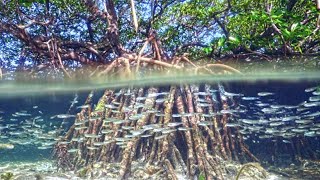 Marine Life in The Mangroves Coast [upl. by Marlon287]