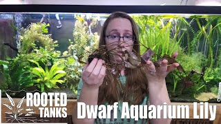 Plant Spotlight  Dwarf Aquarium Lily [upl. by Anatsirhc994]