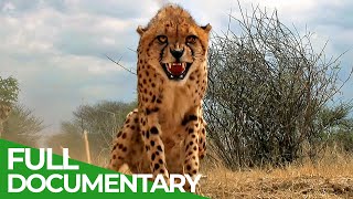 Maasai Mara  The Big Hunt  Free Documentary Nature [upl. by Jolie]