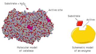 The Enzyme Catalase and How It Works [upl. by Nehtan]