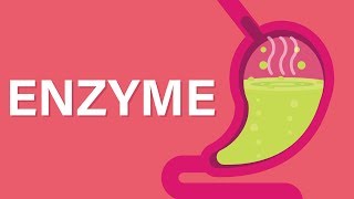 What are Enzymes [upl. by Acirederf738]