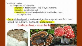 Introduction to Fungus [upl. by Hubert]