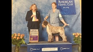 Grooming the Lagotto Puppy [upl. by Zeeba]