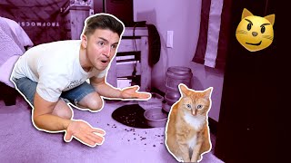 18 Evil Things Cats Do  Smile Squad Comedy [upl. by Oironoh458]