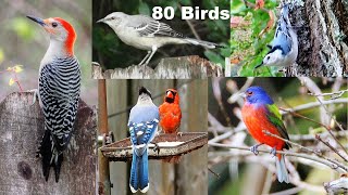 Identify Your Backyard Birds [upl. by Vonni853]