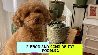 Toy Poodle Pros and Cons Should You Get One [upl. by Renard]