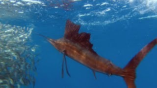 Sailfish Are Master Hunters  Planet Earth  BBC Earth [upl. by Nofpets968]