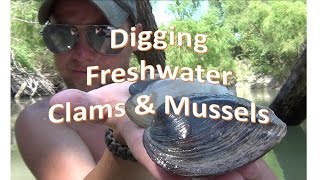 How to Find Freshwater Clams and Mussels [upl. by Norrahs825]