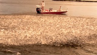 Epic Mullet Migration in Florida [upl. by Alcus]